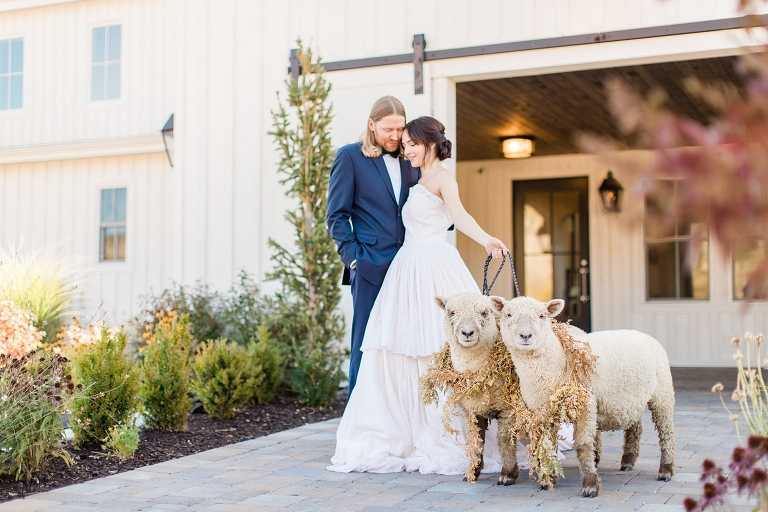 Photo of bride and groom with sheep at River Bottoms Ranch in Utah.