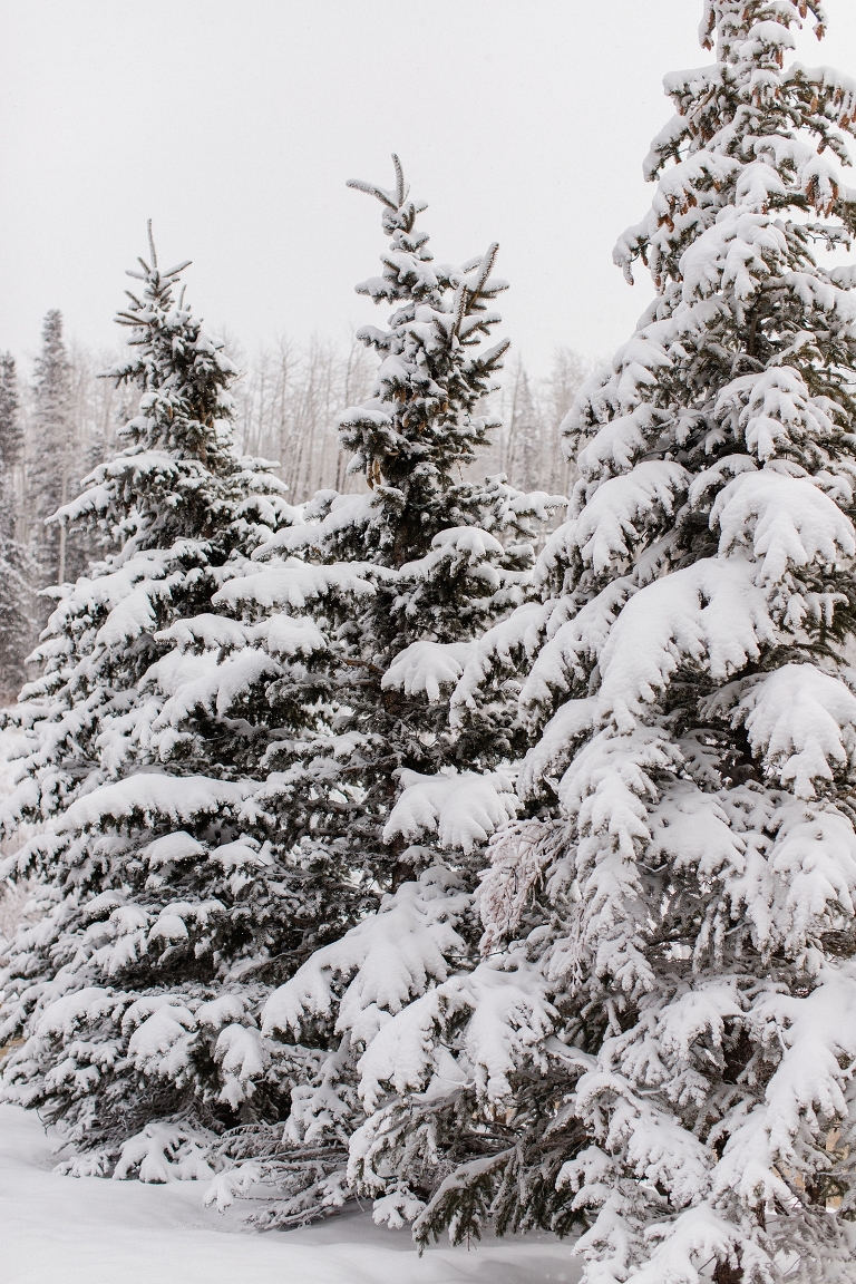 Photo of snow covered pine trees at Montage Deer Valley hotel. Whitney Hunt Photography.